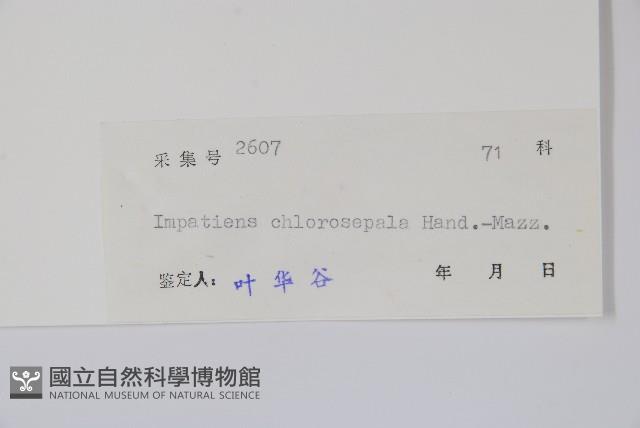 綠萼鳳仙花藏品圖，第2張