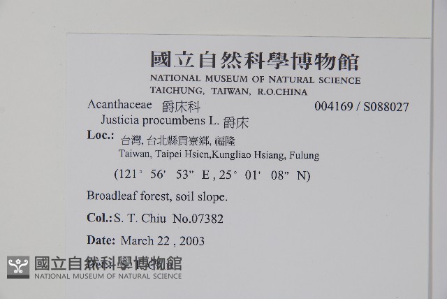 爵床藏品圖，第2張