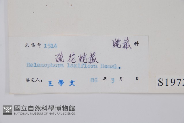 穗花蛇菰藏品圖，第2張