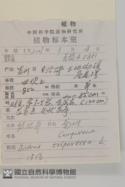 狼把草藏品圖，第2張