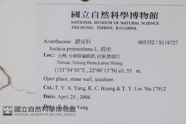 爵床藏品圖，第2張