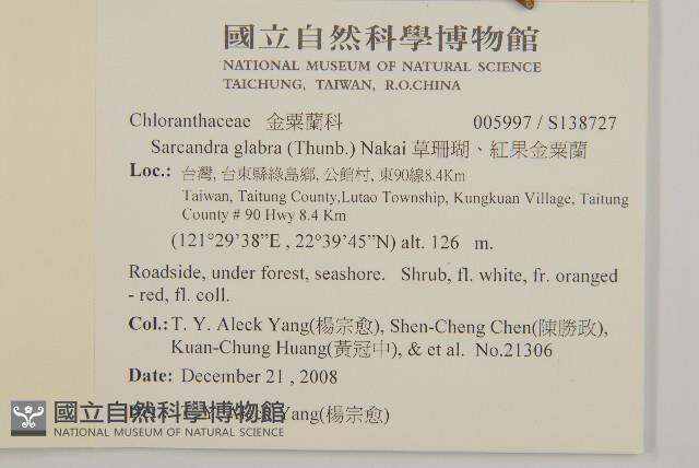 草珊瑚、紅果金粟蘭藏品圖，第2張