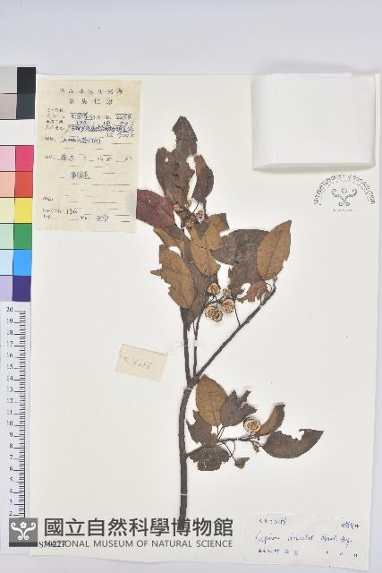 白臼藏品圖，第1張