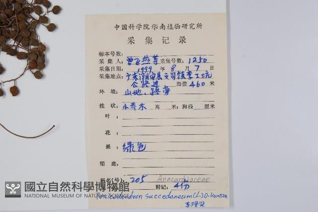 野漆、木臘樹藏品圖，第2張