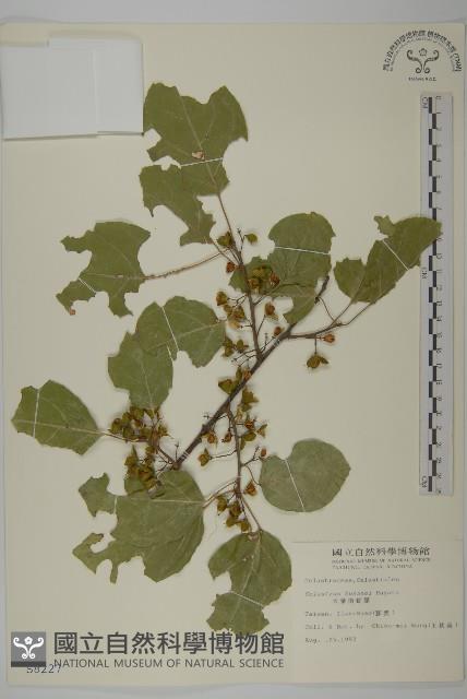 大葉南蛇藤藏品圖，第1張