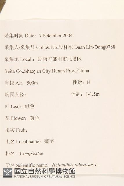 塊根向日葵藏品圖，第2張