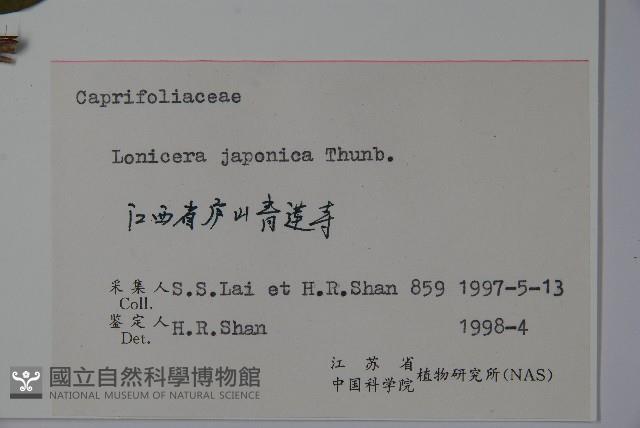 忍冬、金銀花藏品圖，第2張