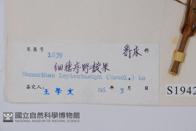 細穗序野靛果藏品圖，第2張