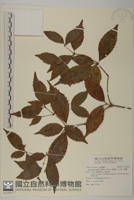 草珊瑚、紅果金粟蘭藏品圖，第1張