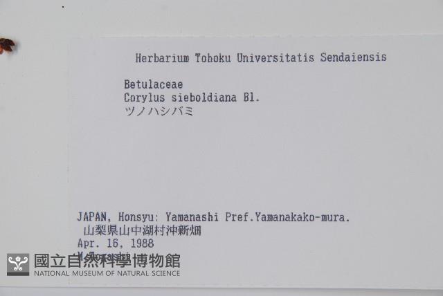 日本榛藏品圖，第2張