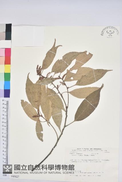 子彈石櫟、柯藏品圖，第1張