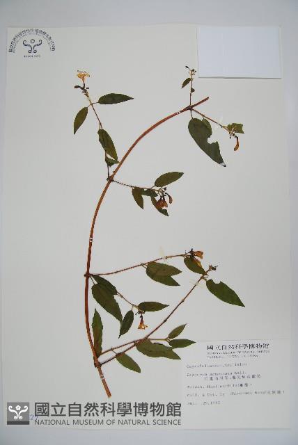 阿里山忍冬、漸尖葉忍冬藏品圖，第1張