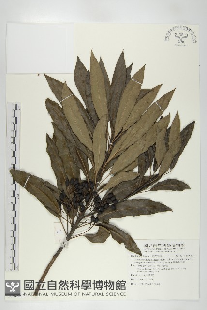 奧氏虎皮楠藏品圖，第1張