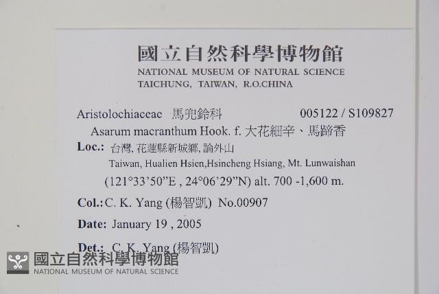 大花細辛、馬蹄香藏品圖，第2張