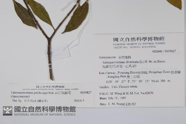 南洋馬蹄花藏品圖，第2張