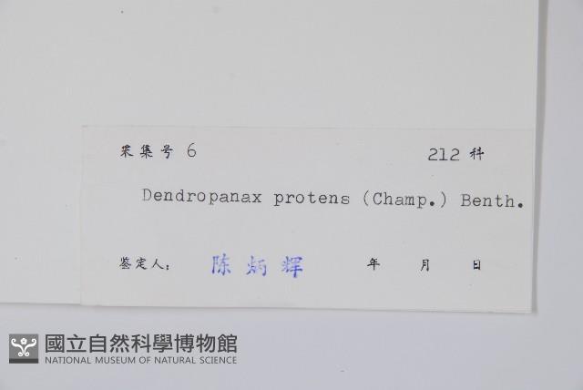 變葉樹參藏品圖，第2張