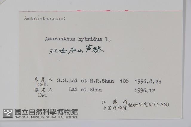 繁穗莧藏品圖，第2張