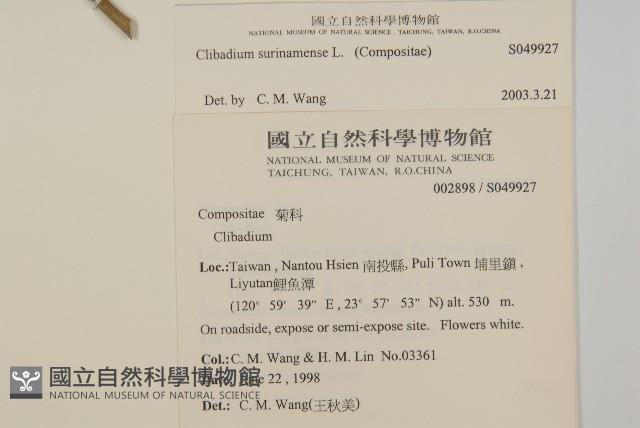 蘇利南野菊藏品圖，第2張