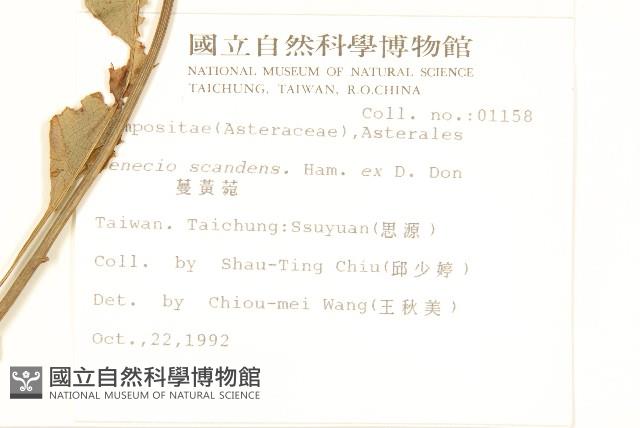 蔓黃菀藏品圖，第2張