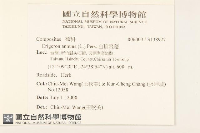 白頂飛蓬藏品圖，第2張