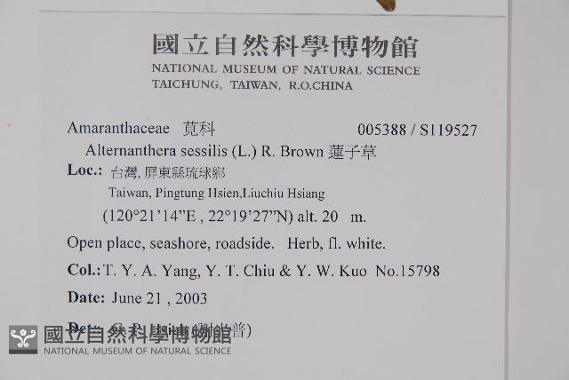 蓮子草藏品圖，第2張