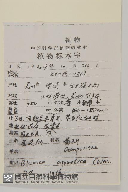 薄葉艾納香藏品圖，第2張