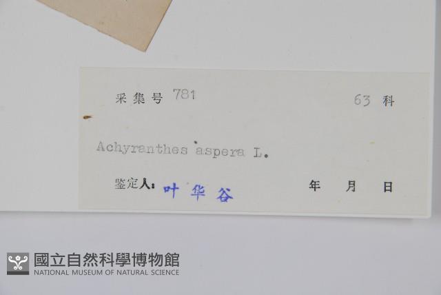 土牛膝藏品圖，第2張