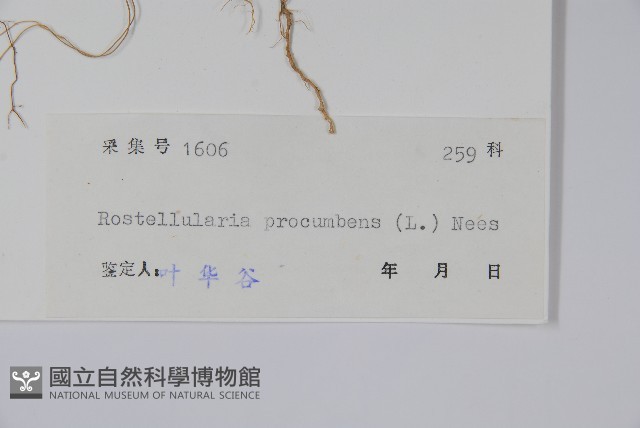 爵床、六角英藏品圖，第2張