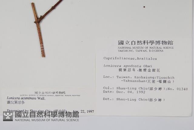 阿里山忍冬、漸尖葉忍冬藏品圖，第2張