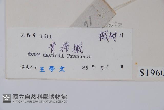 青榨槭藏品圖，第2張