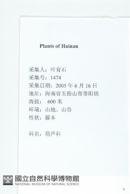 叉指葉栝樓藏品圖，第2張