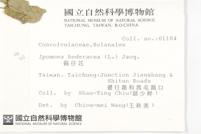 碗仔花藏品圖，第2張