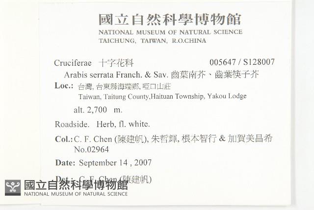 齒葉南芥、齒葉筷子芥藏品圖，第2張