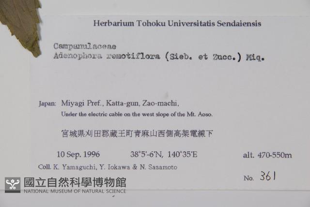 薄葉薺苨藏品圖，第2張