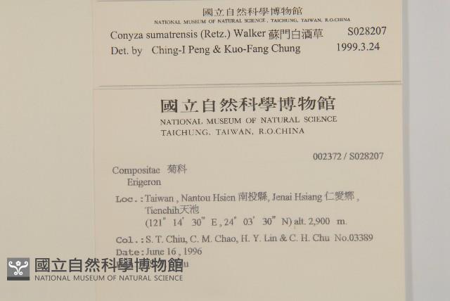 野茼蒿藏品圖，第2張