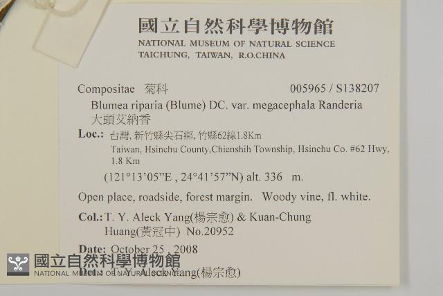 大頭艾納香藏品圖，第2張