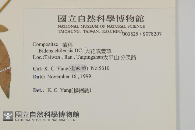 大花咸豐草藏品圖，第2張