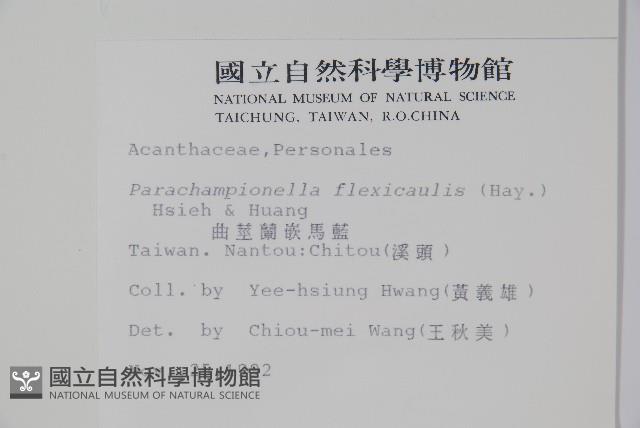 曲莖馬藍藏品圖，第2張