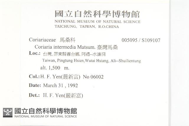 臺灣馬桑藏品圖，第2張