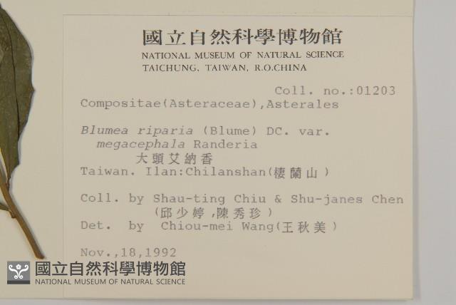 大頭艾納香藏品圖，第2張