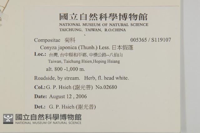 日本假蓬藏品圖，第2張