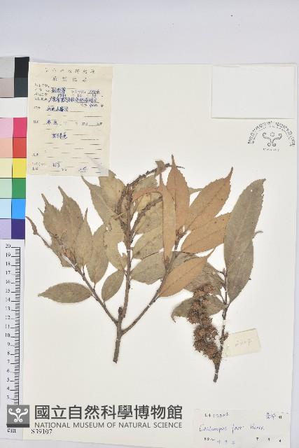 星刺栲、羅浮錐藏品圖，第1張