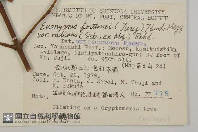 爬行衛矛藏品圖，第2張