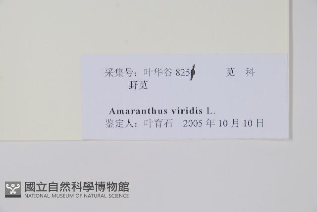 野莧菜藏品圖，第2張