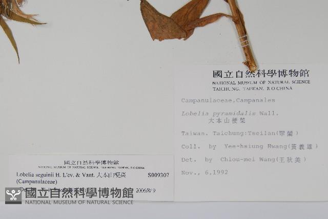 大本山梗菜藏品圖，第2張