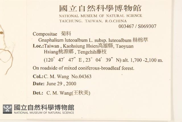 絲綿草藏品圖，第2張