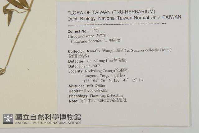 狗筋蔓藏品圖，第2張