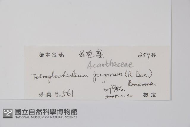 長苞藍藏品圖，第2張