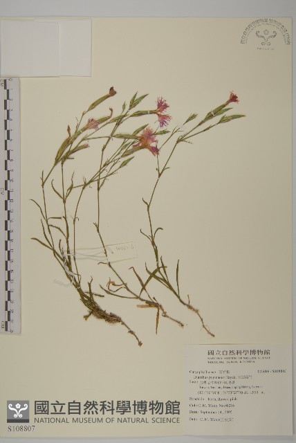 玉山石竹藏品圖，第1張