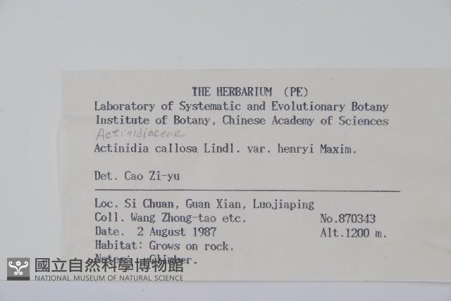 京梨獼猴桃藏品圖，第2張